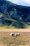 scansione0021.jpg

192,19 KB 
784 x 1206 
11/09/04
